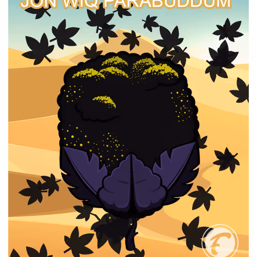 JON WIQ Parabuddum