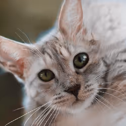 106393158711752592444527764053332067386103257112262188176365274799857127653377