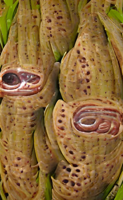 Item #1028763715837149738810039364368411034634163132062556171397948425092944887809 Media