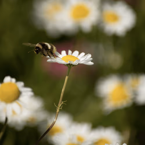 Item #102458927918199709241975540615932782382390740094903184465142341290617779257345 Media