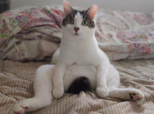 Item #21641457647604119415336293419062628234912656034096128592142110507937986248709 Media