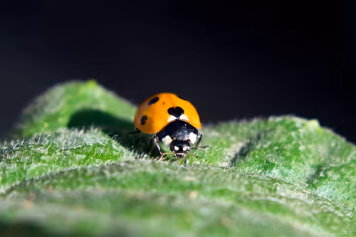 Item #71581581597643149467168648258107612895954652737946138187853336693229236518913 Media