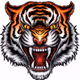 Tiger angry