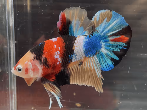 Item #55223540472424921107831059818050549495551827455006223519619694300298907484163 Media