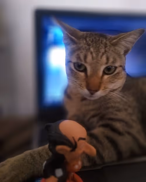 Item #4206968959528382267850550168117913088191590325513865346546053353857295056897 Media