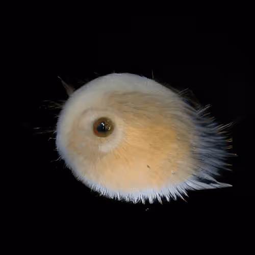 Item #93923887731966639760197662534300547726212510779526051617655967288725866545153 Media