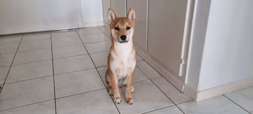 Item #51858709847349082355477028651242767391039160802379825665602477032488111702017 Media