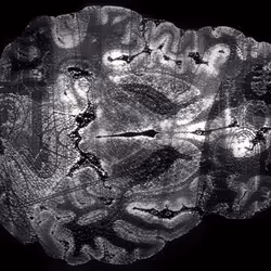 29877578668728852178902598419785793077778618348046200683544678241482269786113