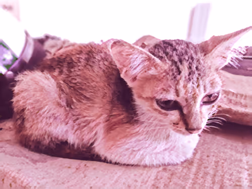 Item #74122138759525378795667626270866148487737655975912799548892275342452520386561 Media