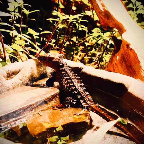 Tribolonotus Collection