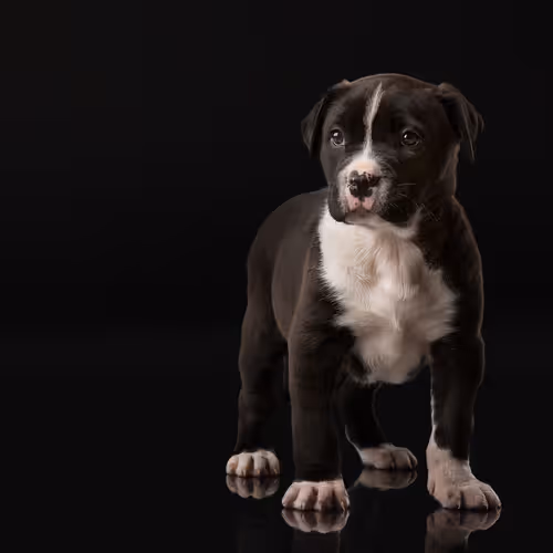 Item #39267609400351157350082818508963900481325606176986545385386430947571626147841 Media