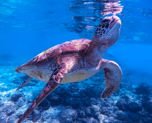 Item #34379386761280082433452716296174707800020114670384009610652004428244611760133 Media