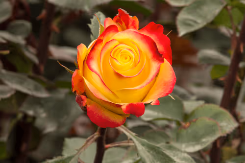 Item #68327891815088974381680309106564733444446266155657330601700582133686622748673 Media