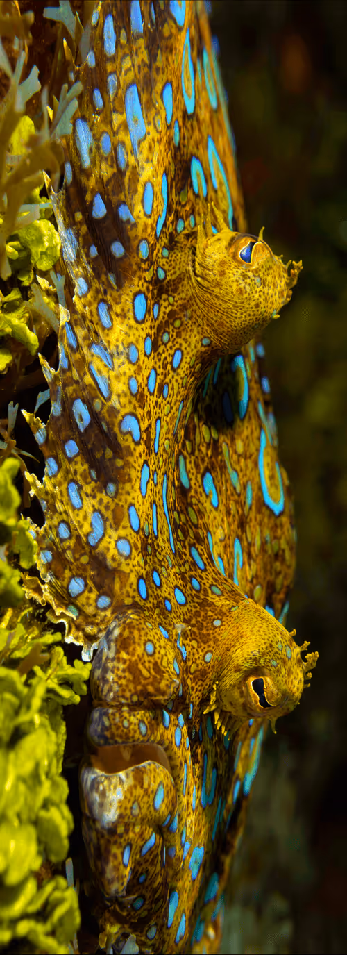 Item #70273469214053580567937401515454839942309316770709015850327309181228920341480 Media