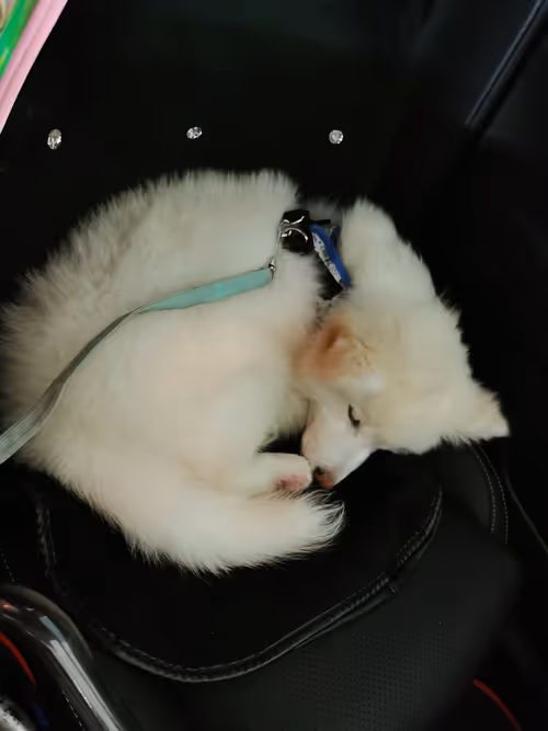 Item #11589634007344310346073007191394288969191527375593807410073591603815006601217 Media