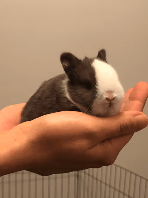 Item #54593652383459731767777383320415424164820202733853921615926635512327196114945 Media