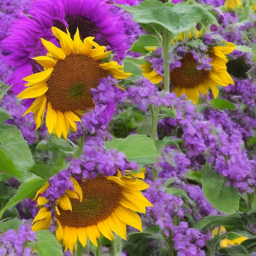 Item #82457303794993103347559462450853576735353311471158015399103639758658743566337 Media