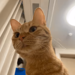 hi im jjuku