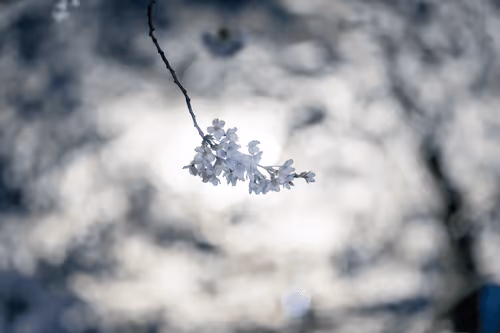 Item #81684501140492858777402859742317364008042896082831459981344055714366019862538 Media