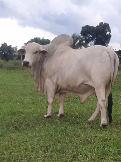 Item #99370033146722000726363769517899679256761764635991317482560493767554221735937 Media