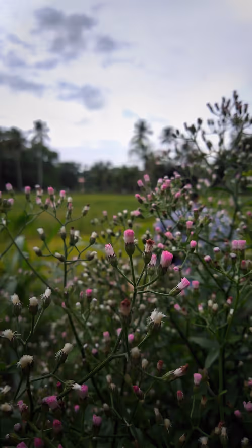 Item #96373460507912281939903112807065392587728079623754575039603803264060015771649 Media