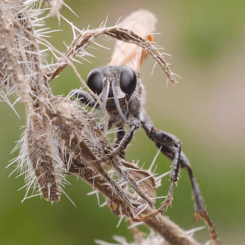 Item #85482677209635580740523827451099252136629396536545148940270710373224177205249 Media