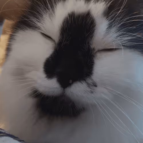 Item #13161020314009032005485822086301964352885579695205061807387255109109931835393 Media