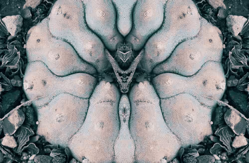 Item #229903202399770629281150266274287852530355796343641318577665287346938970127 Media