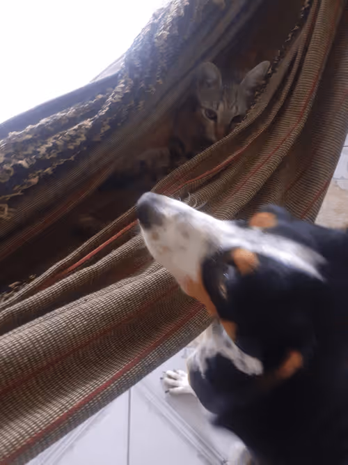 Item #4206968959528382267850550168117913088191590325513865346546053359354853195777 Media