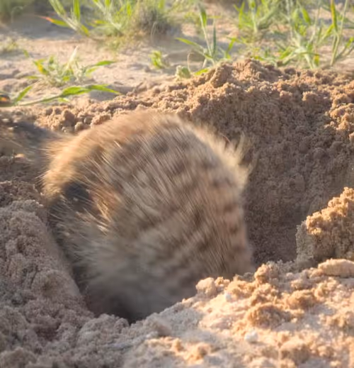 Item #114889871137144360899961509634196120936004573759111492612548624810838547496970 Media