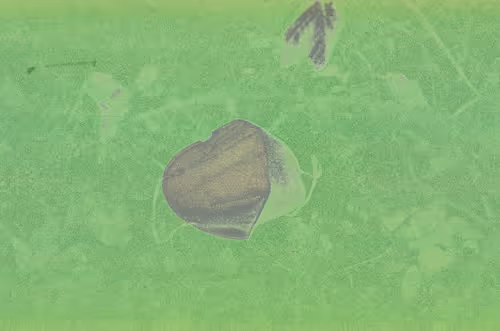 Item #19047465306348406328052946929912195757784047878238389409385033433115279753217 Media