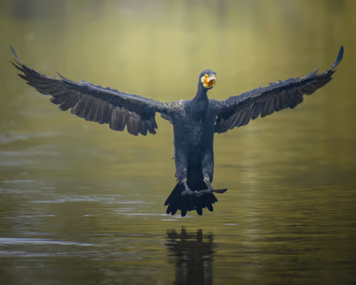 Item #61684684013370051227163866082320023750896296023852719411798081133619009552434 Media