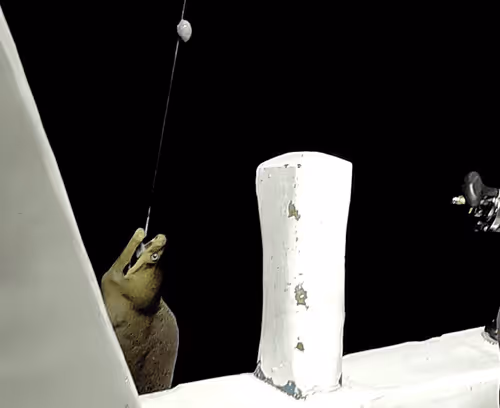 Item #86790041877501712039605339147305245302135229893835811647830192526103622451210 Media