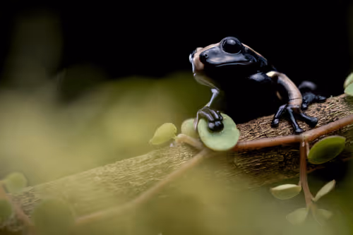 Item #77133869352167303026081995632621720148104663712781812821210887244977839013889 Media