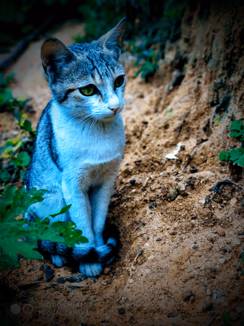 Item #90780080384095965177357633447864247521154538548214829971890573818519971954689 Media