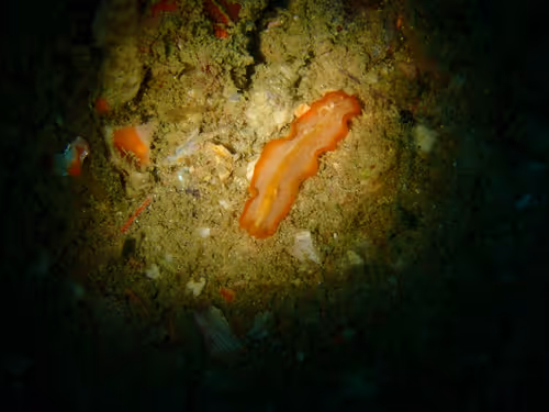 Underwater Unseen Thailand