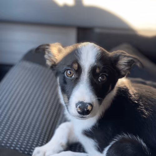 Archie