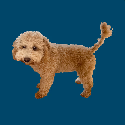 Item #71188718157521890056217826245416464690012970148001039644603136663313482514442 Media