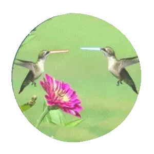 Item #35050624586134779551907097094684509425414576122780354967002837457869348012042 Media