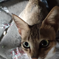 cat look up