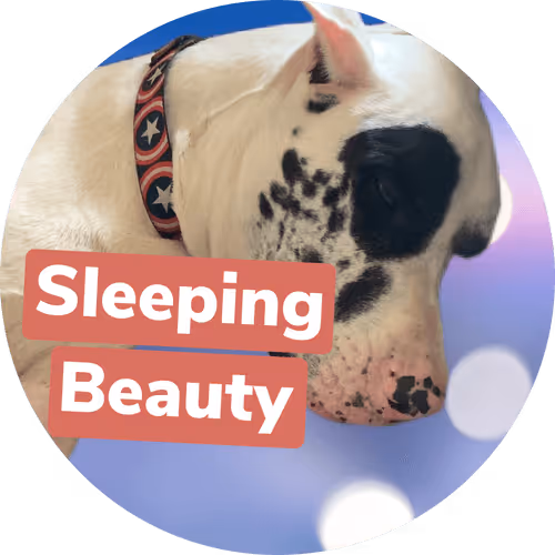 Item #15794007923744964589463280162252880392984187578375107792652798222404824334337 Media