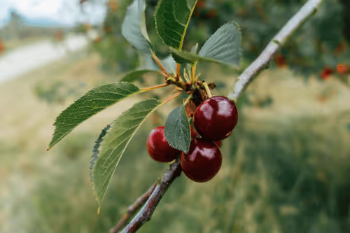 Untitled Collection #194021940