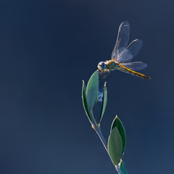 Dragonfly