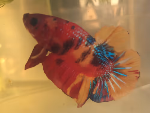 Item #76093963924936973222684762009084726555674488189040824510729450726319579987969 Media