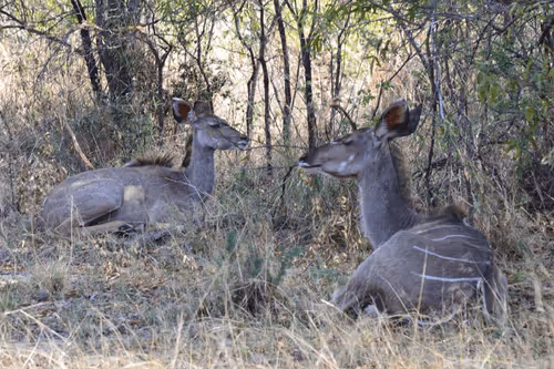 Item #38286011033783831422560820698213268880076554660004086743113560816150393126913 Media