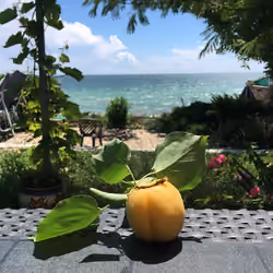 Paradise Fruit