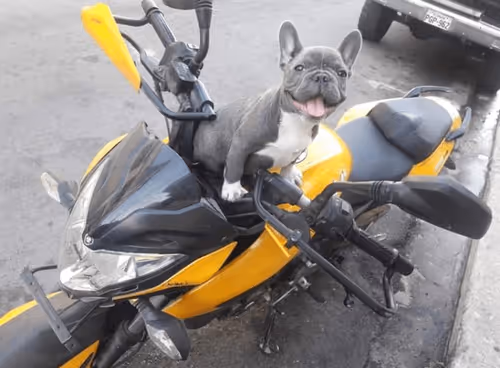 Item #32237202173720727343948986965561335091197107318394763909165930989103492366337 Media