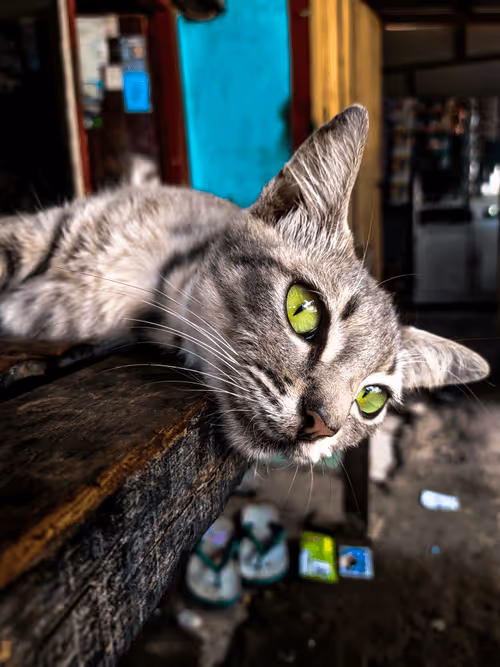 Item #3586666694452580402999415984359331786780732040350884046406760031637624324097 Media