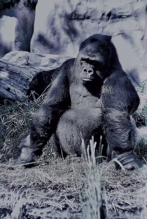 Item #105394010161551018097936078642910549059002323015222353178191529703940340842497 Media