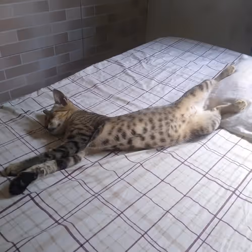 Item #4206968959528382267850550168117913088191590325513865346546053386842643890177 Media